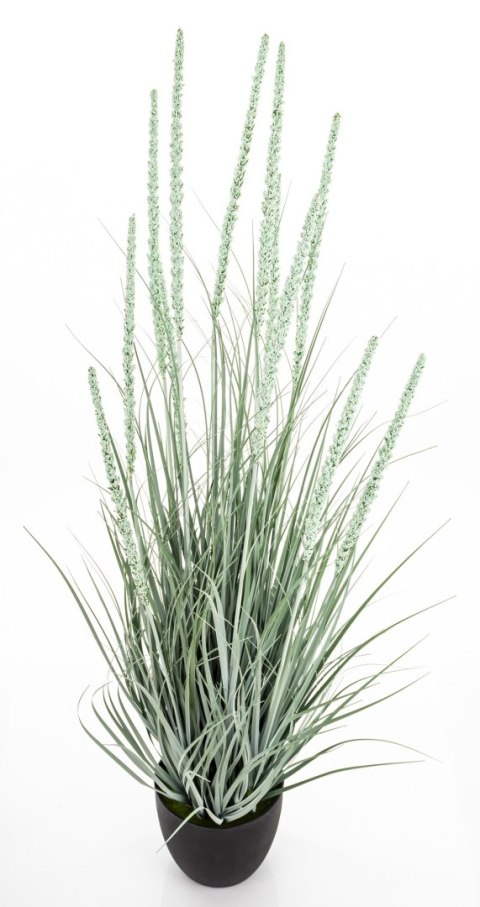 Roślina Dekoracyjna