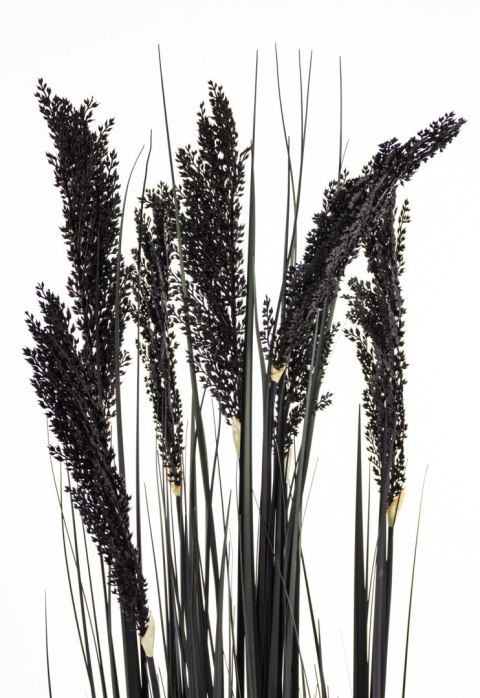 Roślina Dekoracyjna