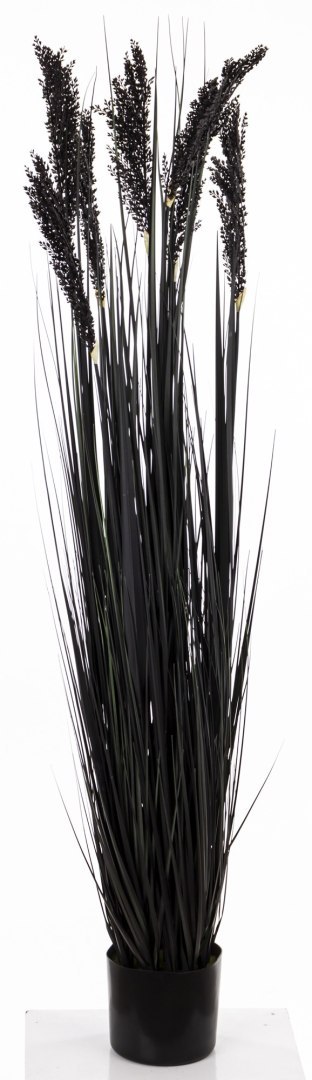 Roślina Dekoracyjna