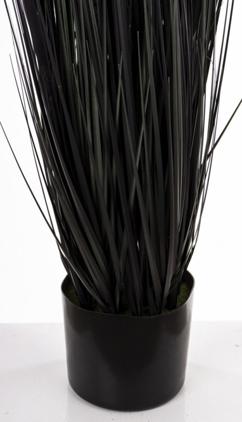 Roślina Dekoracyjna