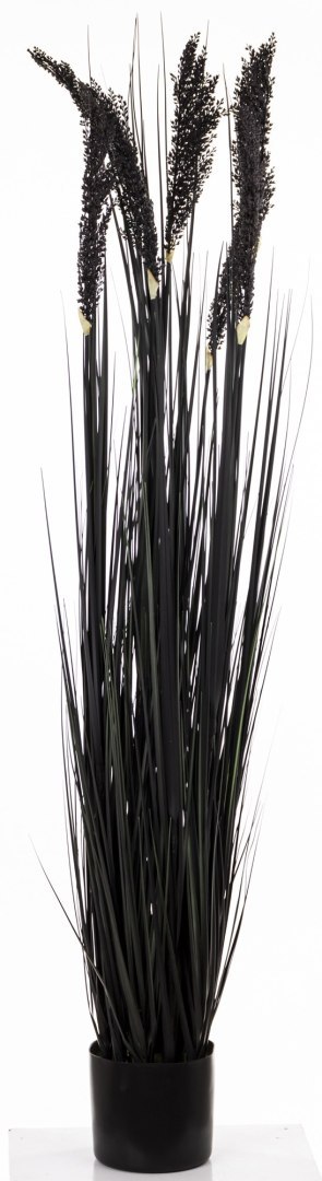 Roślina Dekoracyjna