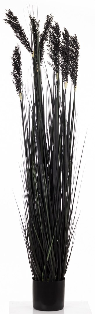 Roślina Dekoracyjna