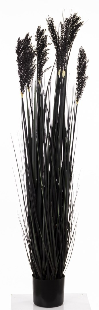 Roślina Dekoracyjna