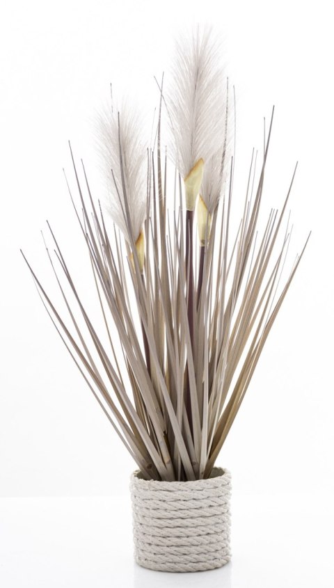 Roślina Dekoracyjna