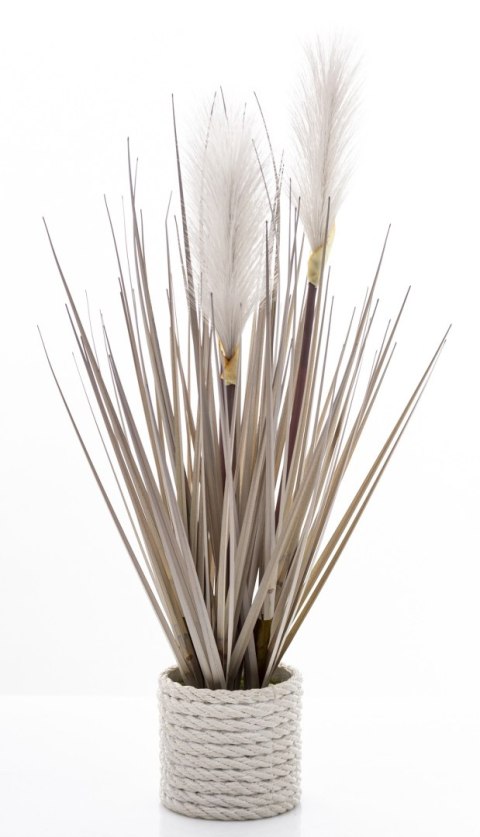 Roślina Dekoracyjna