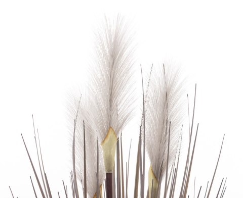 Roślina Dekoracyjna