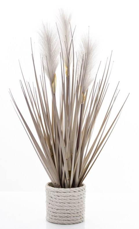 Roślina Dekoracyjna