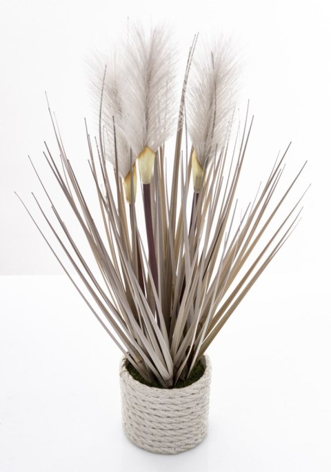 Roślina Dekoracyjna