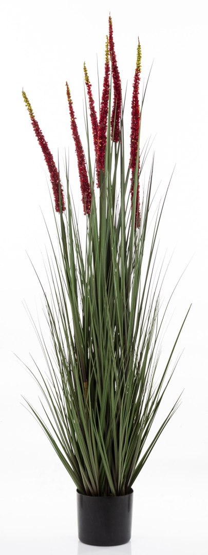 Roślina Dekoracyjna