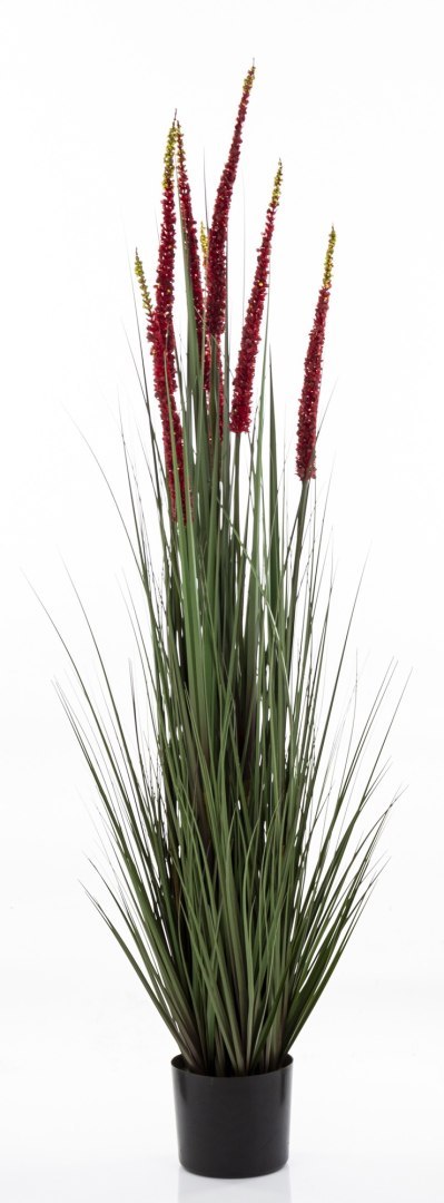 Roślina Dekoracyjna