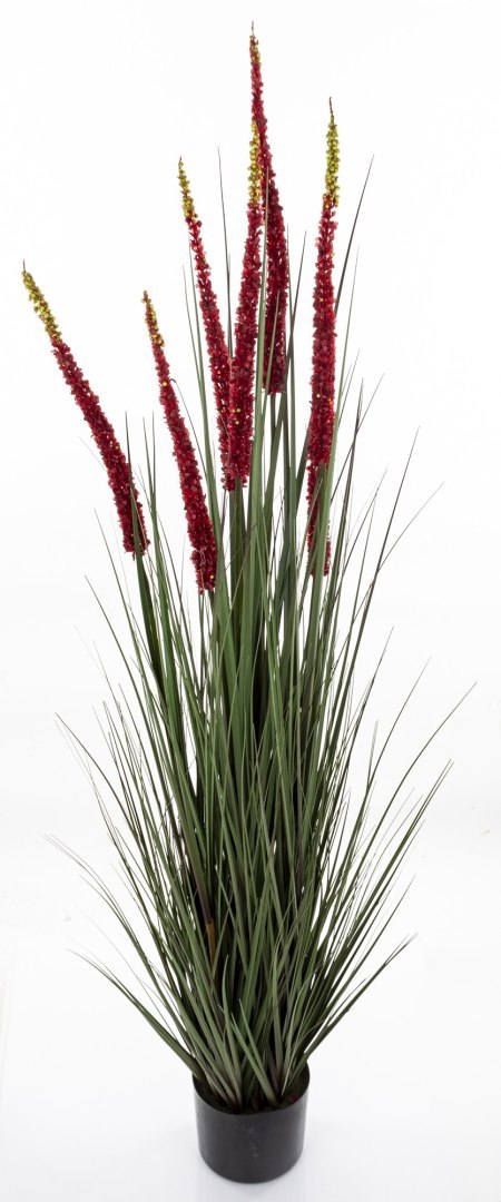 Roślina Dekoracyjna