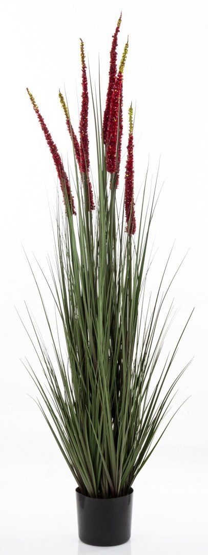 Roślina Dekoracyjna