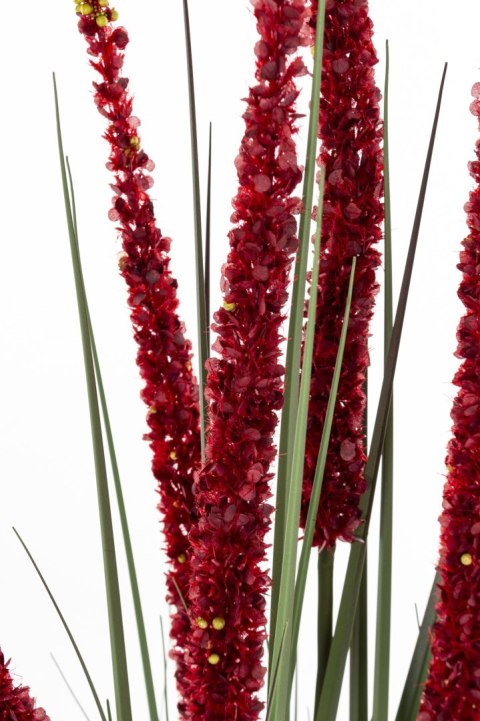 Roślina Dekoracyjna