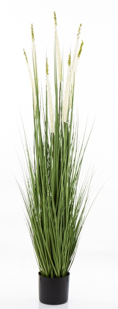 Roślina Dekoracyjna