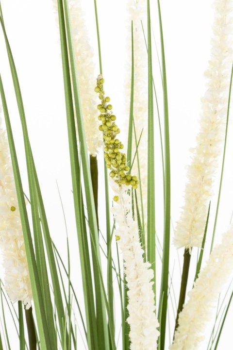 Roślina Dekoracyjna