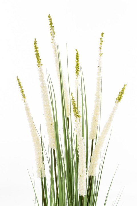 Roślina Dekoracyjna