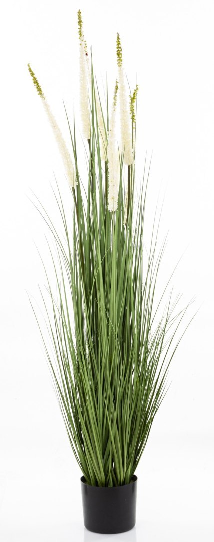 Roślina Dekoracyjna