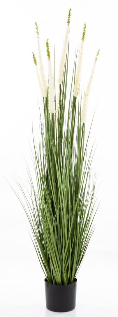 Roślina Dekoracyjna