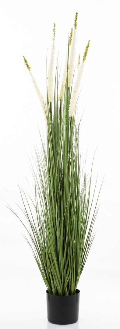 Roślina Dekoracyjna