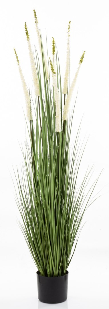 Roślina Dekoracyjna