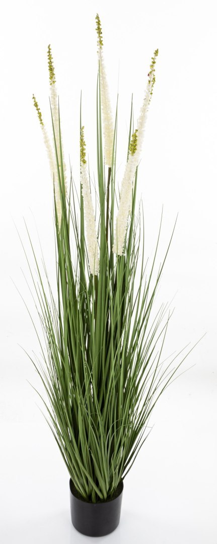 Roślina Dekoracyjna