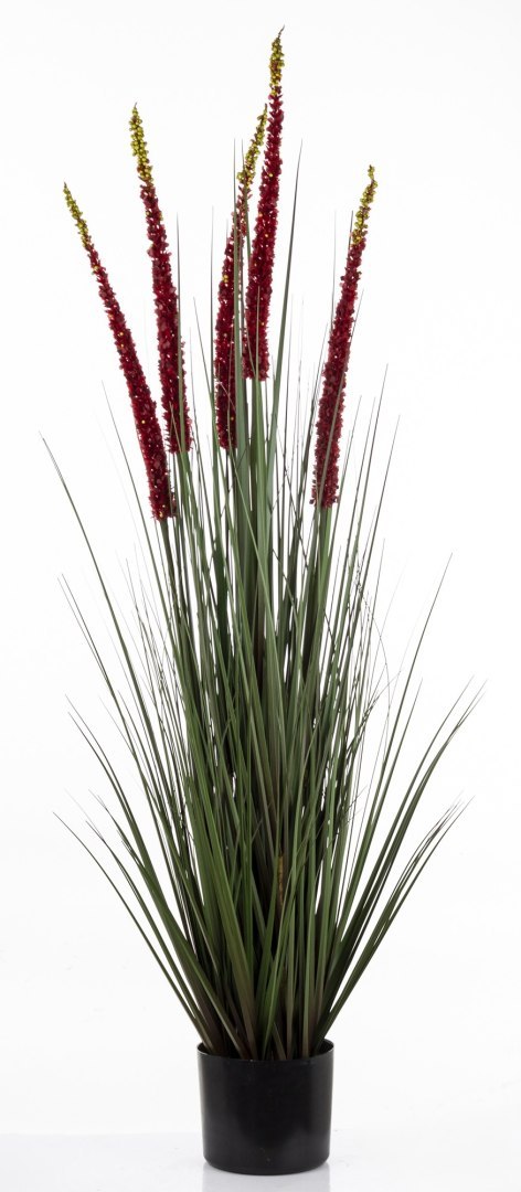 Roślina Dekoracyjna