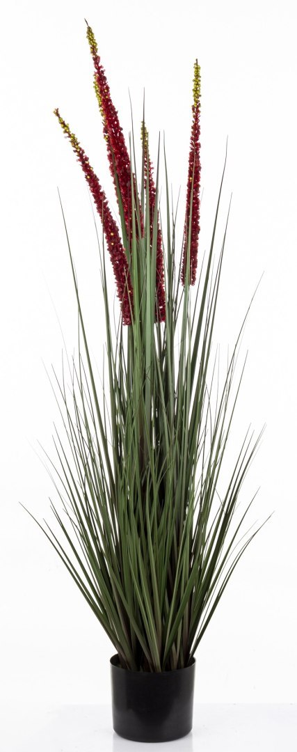 Roślina Dekoracyjna