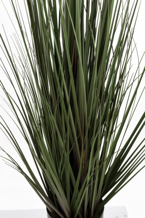 Roślina Dekoracyjna