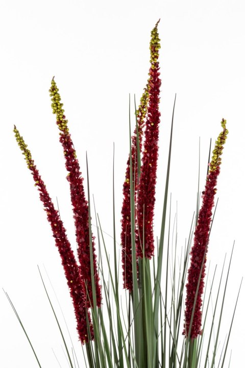 Roślina Dekoracyjna