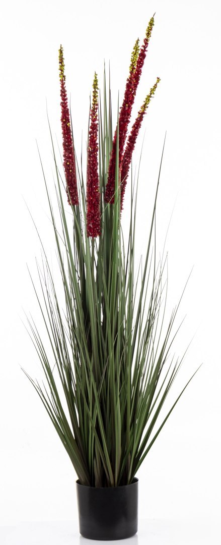 Roślina Dekoracyjna