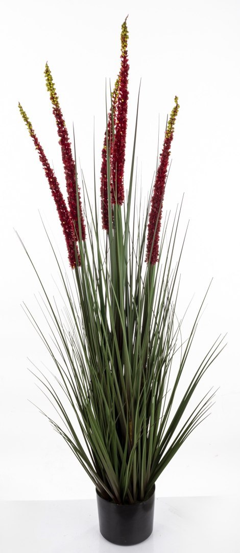 Roślina Dekoracyjna