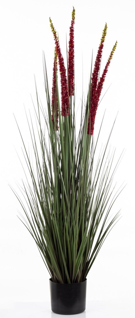 Roślina Dekoracyjna