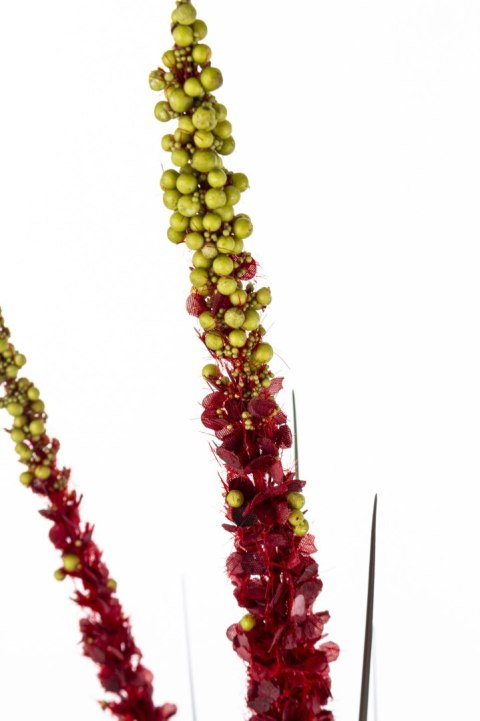 Roślina Dekoracyjna