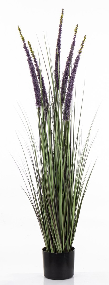 Roślina Dekoracyjna