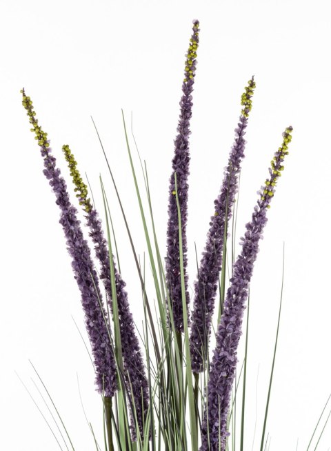 Roślina Dekoracyjna