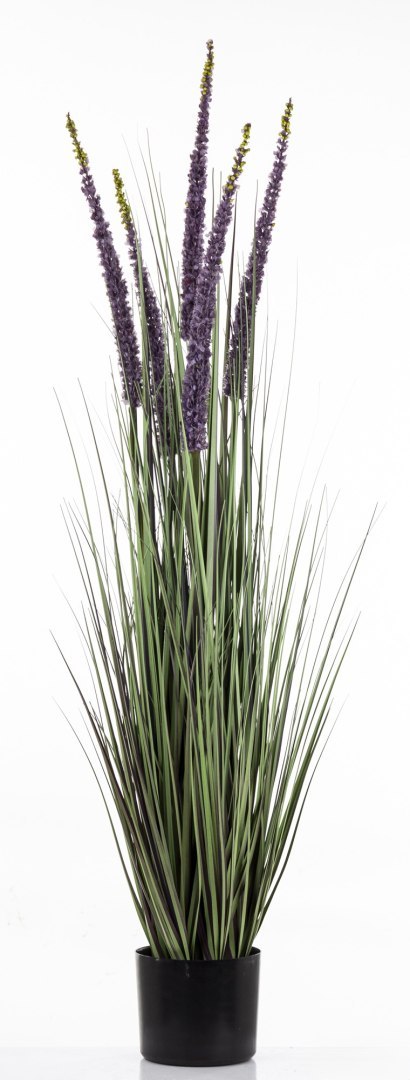 Roślina Dekoracyjna