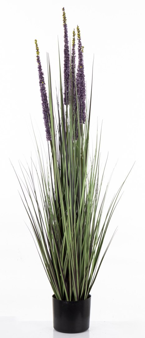 Roślina Dekoracyjna