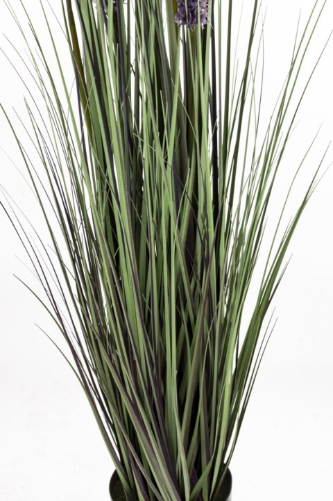 Roślina Dekoracyjna