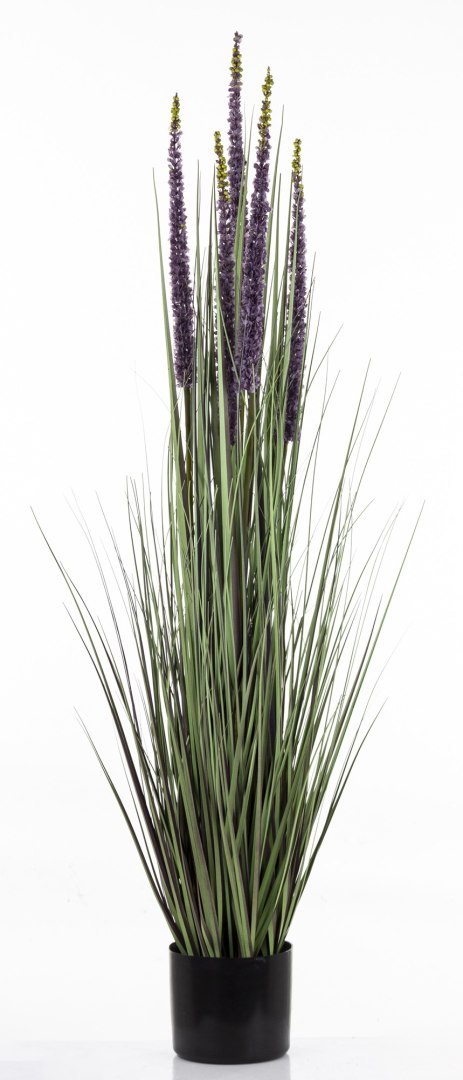 Roślina Dekoracyjna