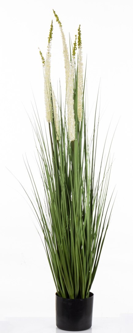 Roślina Dekoracyjna