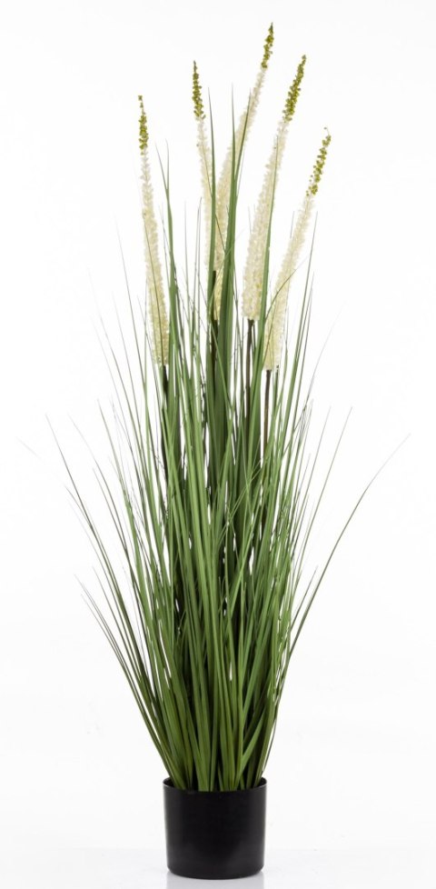 Roślina Dekoracyjna