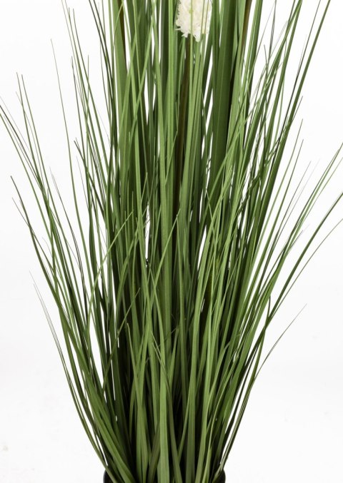 Roślina Dekoracyjna