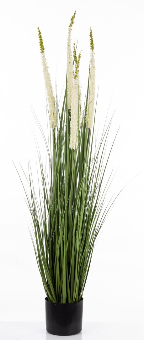 Roślina Dekoracyjna