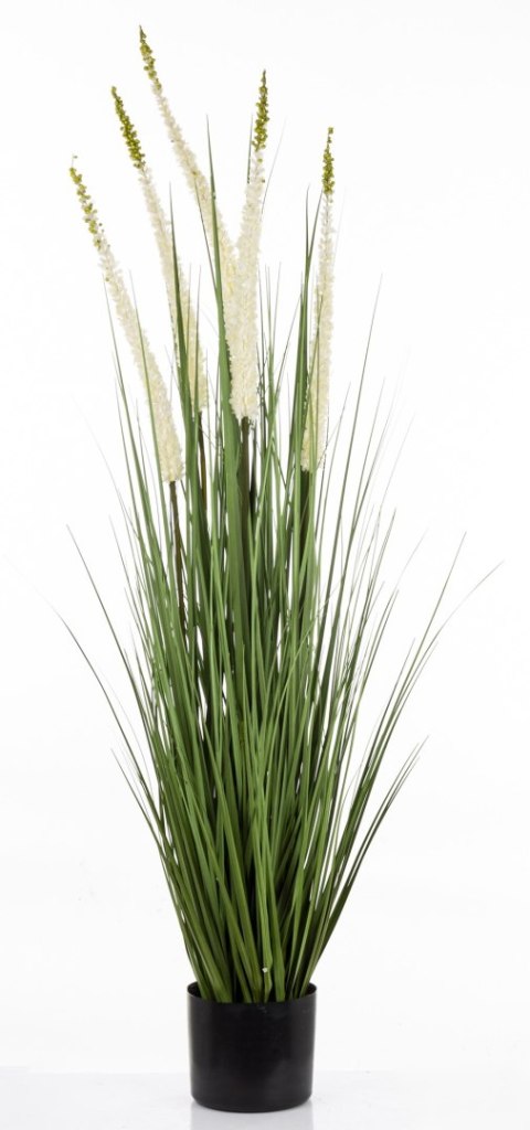 Roślina Dekoracyjna