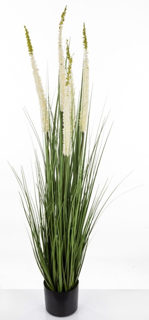 Roślina Dekoracyjna