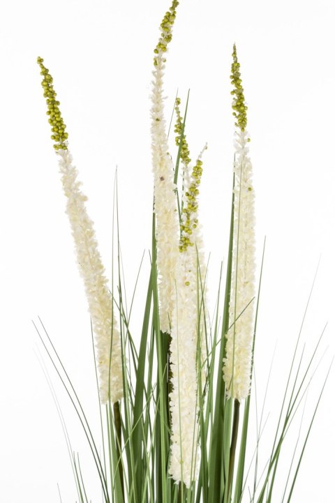 Roślina Dekoracyjna