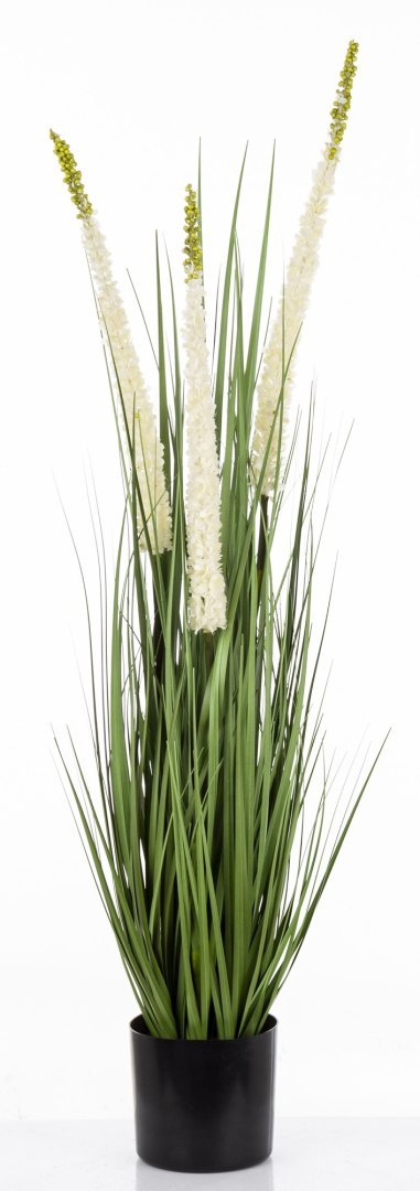 Roślina Dekoracyjna