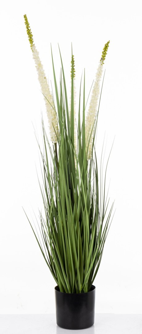 Roślina Dekoracyjna