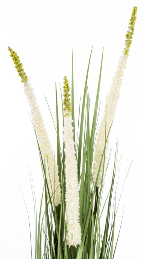 Roślina Dekoracyjna