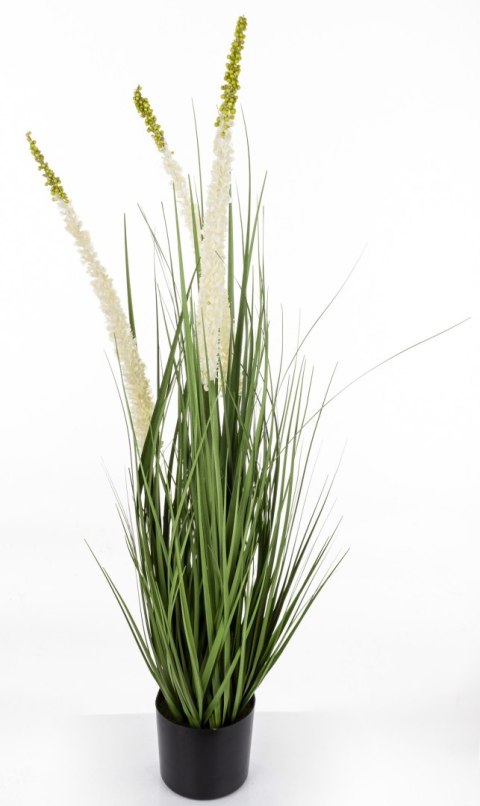 Roślina Dekoracyjna